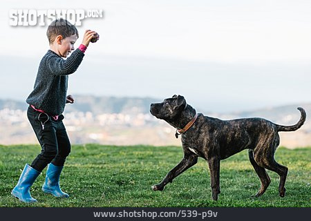 
                Kind, Hund, Spielen, Ball, American Pit Bull Terrier                   