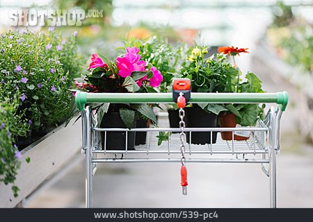 
                Einkaufswagen, Topfpflanze, Pflanzencenter                   