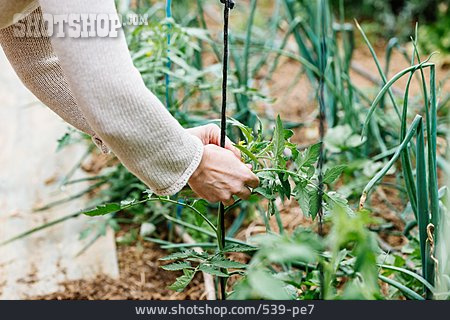 
                Tomatenpflanze, Ausgeizen                   