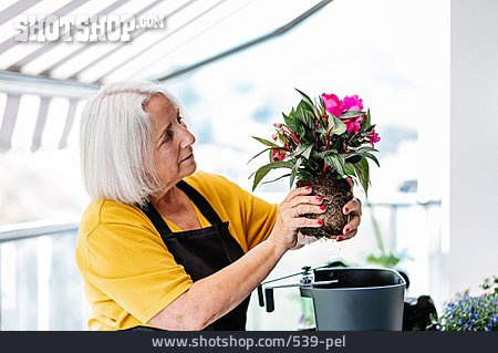 
                Seniorin, Pflanzen, Balkon, Umtopfen                   