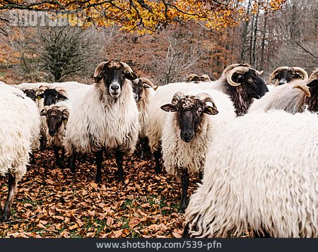 
                Schafe, Schafherde, Graue Gehörnte Heidschnucke                   