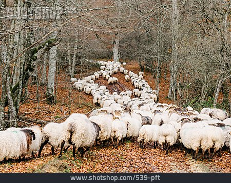 
                Schafe, Schafherde, Transhumanz                   