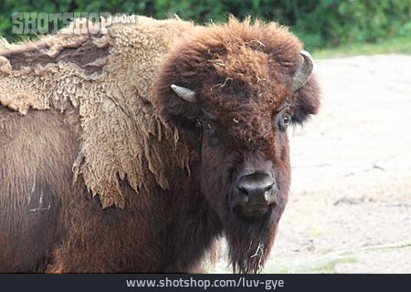 
                Bison, Amerikanischer Bison                   