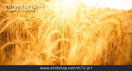 
                Getreide, Sommer, Weizenähre                   