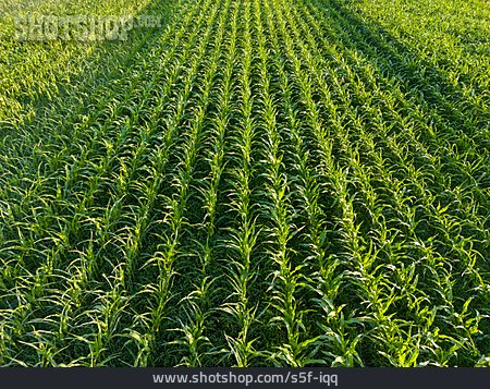 
                Feld, Landwirtschaft, Maisfeld                   