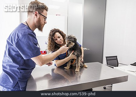 
                Hund, Behandlung, Veterinärmedizin, Tierarzt                   
