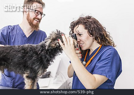 
                Behandlung, Yorkshire Terrier, Tierärztin, Veterinärmedizin                   