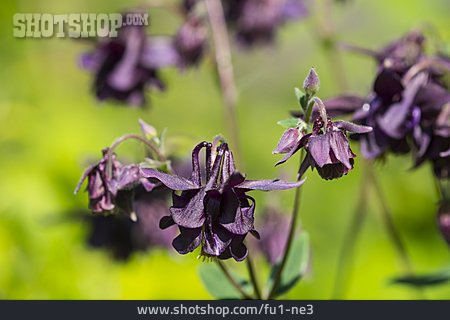 
                Schwarzviolette Akelei                   
