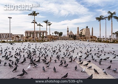
                Platz, ägypten, Taube, Luxor                   