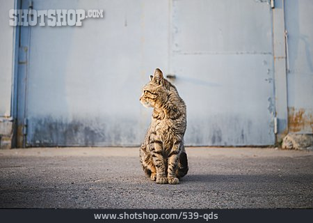 
                Katze, Streuner                   