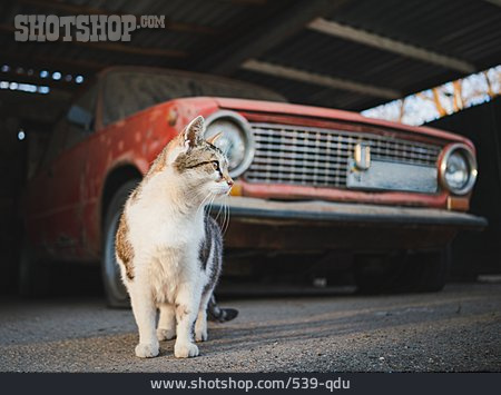 
                Katze, Streuner, Garage                   