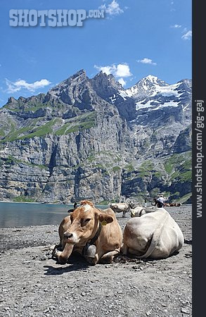 
                Bergsee, Kühe                   