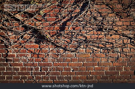 
                Backsteinmauer, Kletterpflanze, Blattlos                   