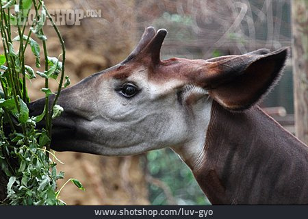 
                Okapi                   
