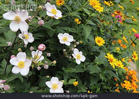 
                Blumengarten, Zierblume, Herbst-anemone                   
