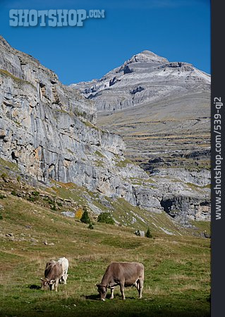 
                Kuh, Pyrenäen, Ordesa-nationalpark                   