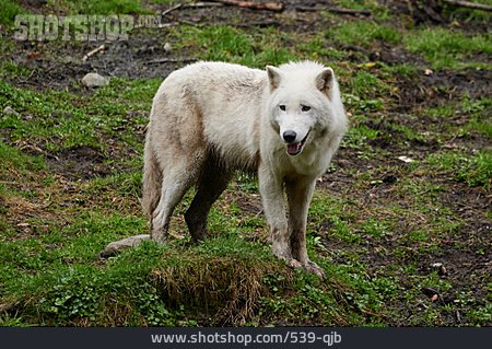 
                Polarwolf                   