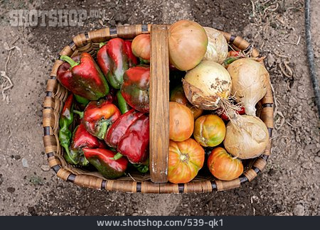 
                Paprika, Zwiebel, Gemüseernte                   