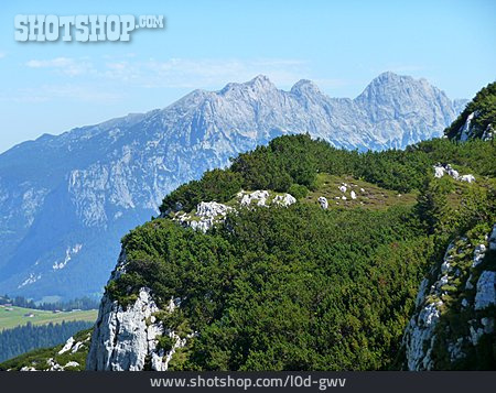 
                Bergkiefer, Steilhang, Loferer Steinberge                   