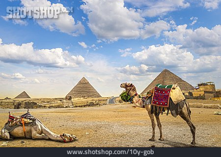 
                ägypten, Kamele, Pyramiden Von Gizeh                   