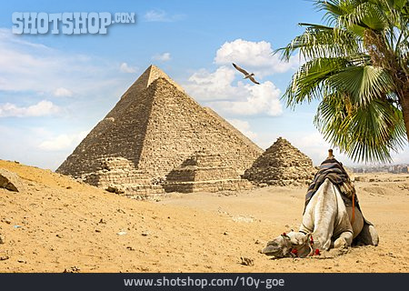 
                Wüste, ägypten, Pyramiden, Kamel                   