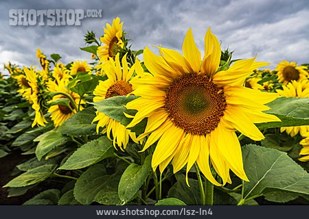 
                Sonnenblume, Sonnenblumenfeld, Sonnenblumenblüte                   