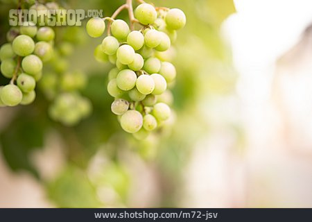 
                Weintrauben, Weinbau, Weinanbau                   