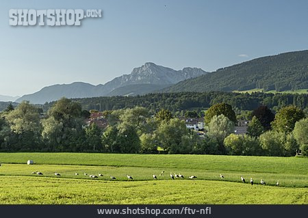 
                Wiese, Störche, Berchtesgadener Land                   