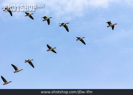 
                Flight, Greylag Goose                   