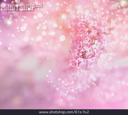
                Rosa, Fliederblüte, Floral                   