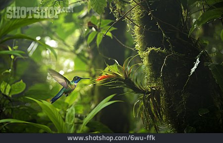 
                Regenwald, Kolibri                   