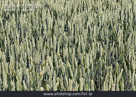 
                Agriculture, Grain, Corn Field                   