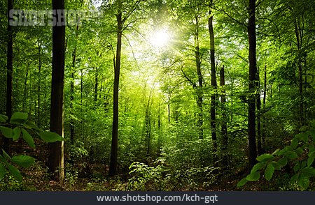 
                Wald, Sonnenstrahlen                   