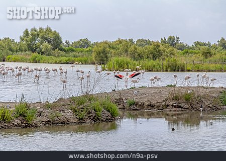 
                Flamingo, Rosaflamingo                   