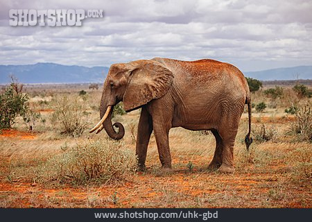 
                Elefant, Afrikanischer Elefant                   