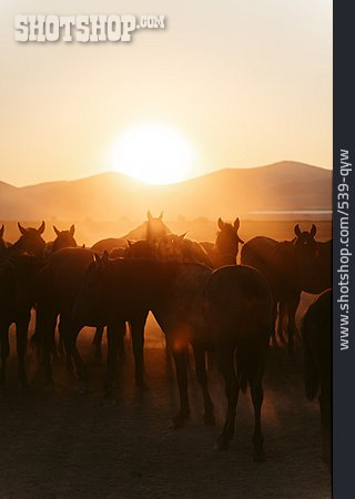 
                Sonnenuntergang, Pferdeherde                   