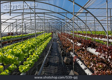 
                Gewächshaus, Gemüseanbau, Hydrokultur                   