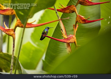 
                Kolibri                   
