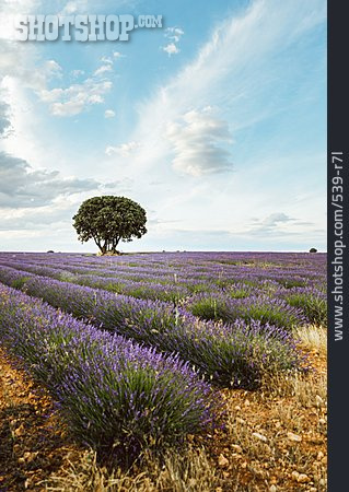 
                Lavendel, Provence, Lavendelfeld                   