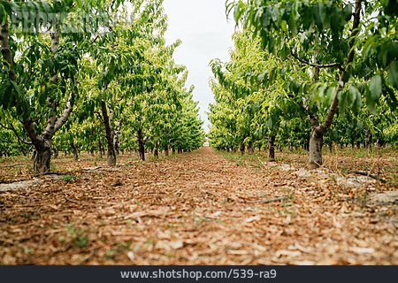 
                Pfirsichbaum, Obstbaumplantage                   