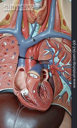 
                Herz, Anatomiemodell                   