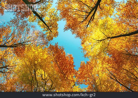 
                Bäume, Baumkrone, Herbstfärbung                   
