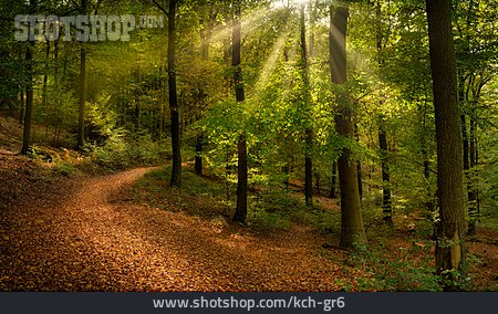 
                Wald, Waldweg, Lichtstrahlen                   