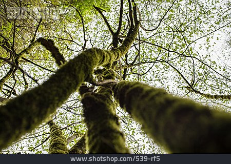 
                Wald, Baumstamm, Baumkrone                   