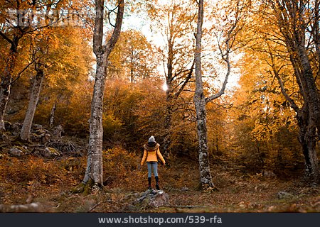 
                Wald, Herbstfärbung, Naturerlebnis                   