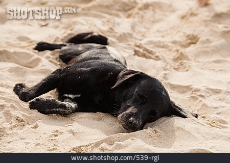 
                Strand, Schlafen, Hund                   