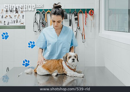 
                Tierärztin, Tierarztpraxis, Shih Tzu                   