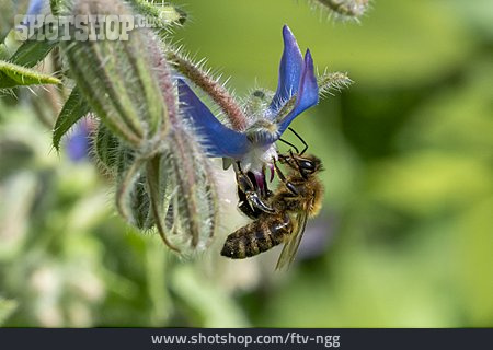 
                Borretsch, Westliche Honigbiene                   