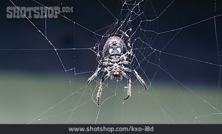 
                Spinnennetz, Spinnentier                   