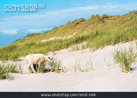 
                Strand, Lamm                   